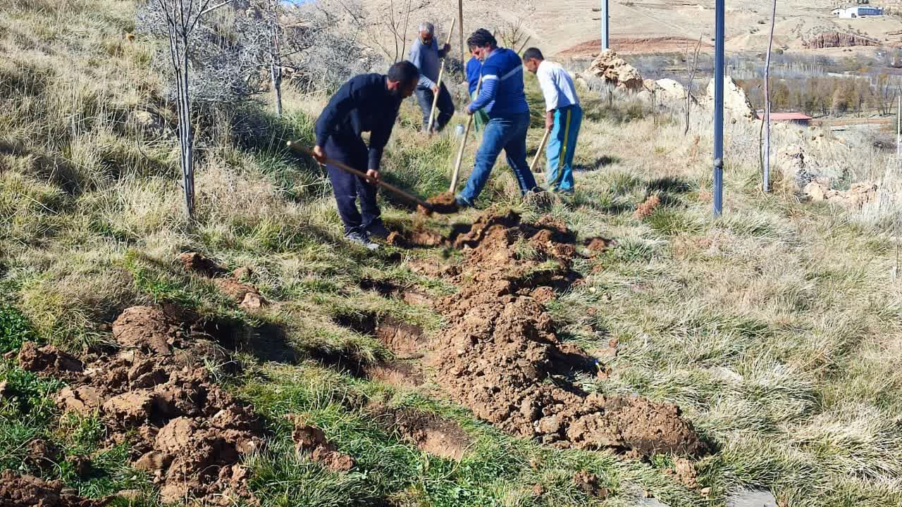 آماده سازی و چاله کنی برای کاشت هزار و ۵۰۰ اصله نهال صنوبر