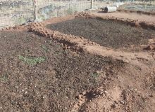 کاشت خزانه گل فصلی آهار و جعفری توسط شهرداری اردکان