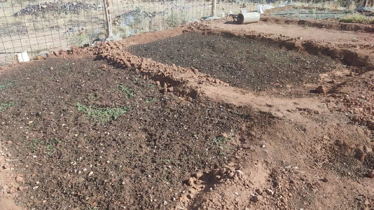 کاشت خزانه گل فصلی آهار و جعفری توسط شهرداری اردکان