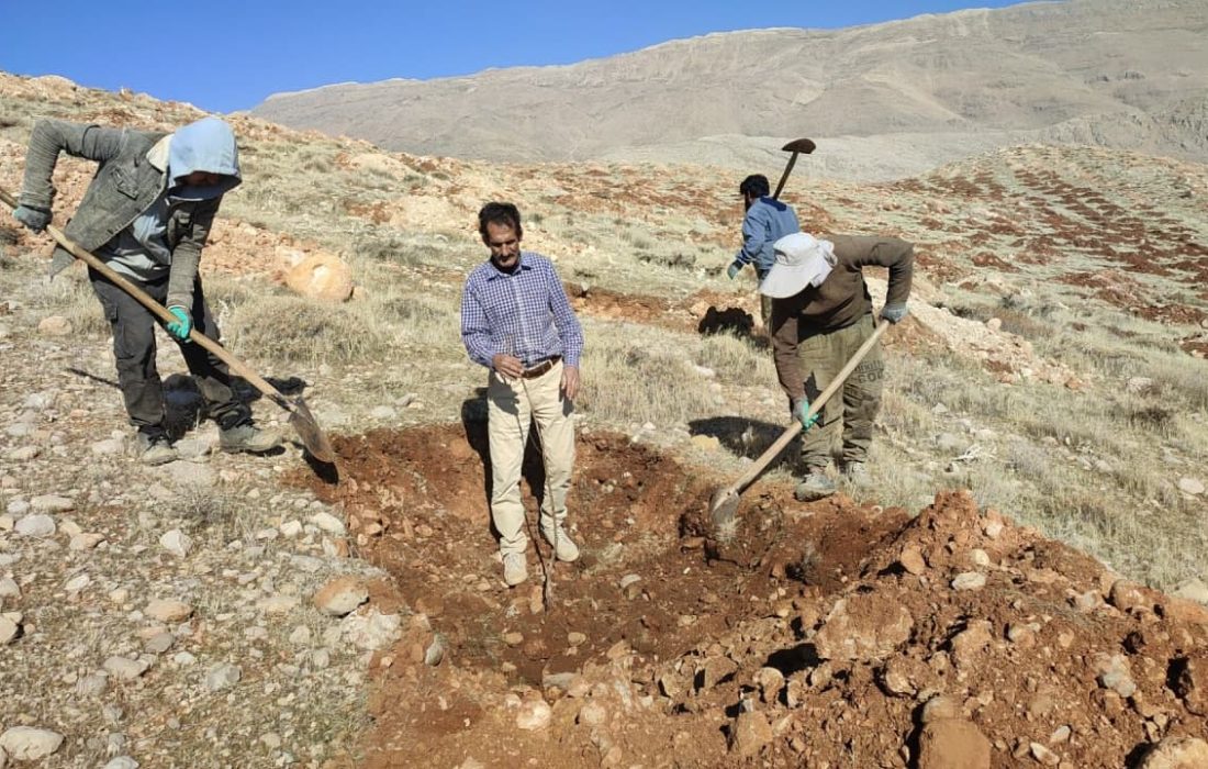 کاشت پانزده هزار نهال در تپه جنوبی شهر اردکان