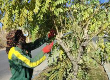 اجرای عملیات هرس پائیزه درختان