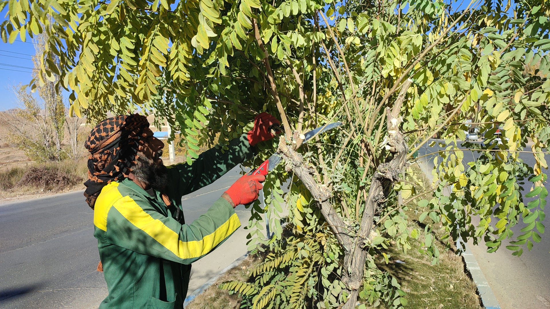 اجرای عملیات هرس پائیزه درختان