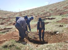 کاشت ۵ هزاراصله درخت جدید در تپه جنوبی اردکان